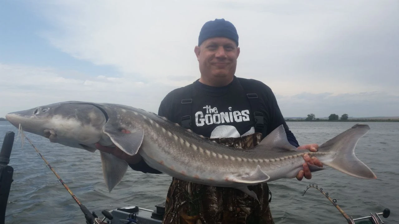 Angler holding a long keeper sturgeon across his body