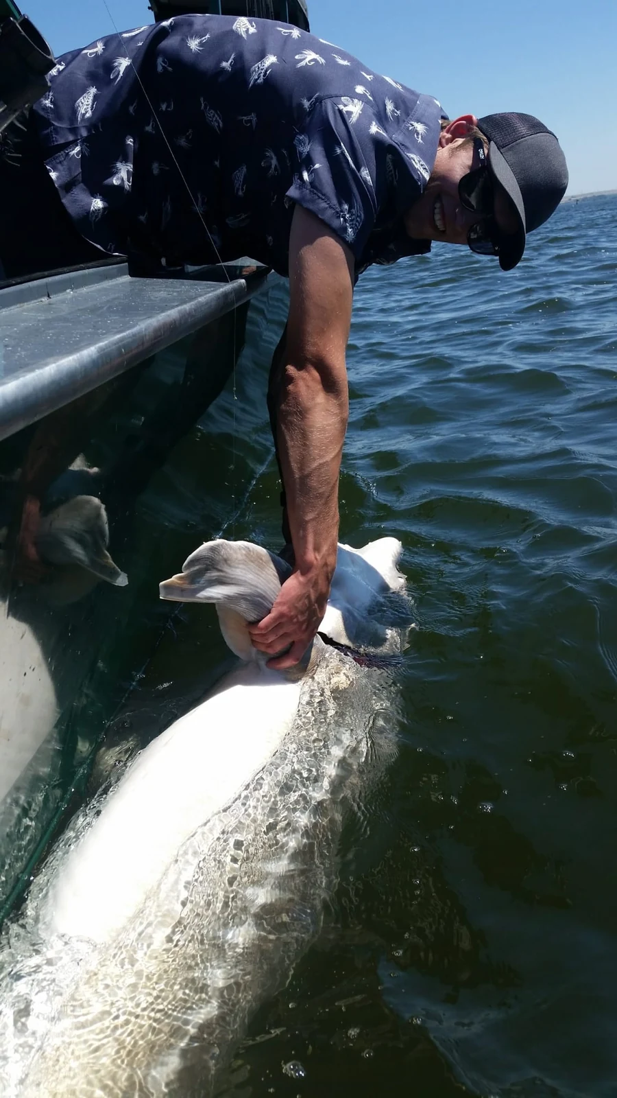 Man in a patterned shirt lowering a huge sturgeon back into the water