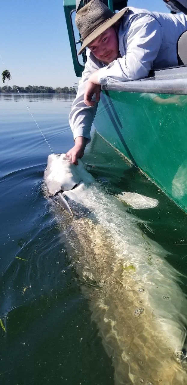Angler in a straw hat leaning over the boat to an oversize sturgeon
