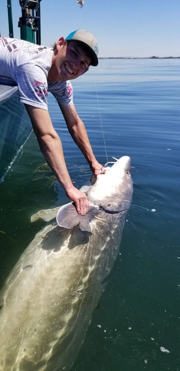 Angler in a white cap beside an oversize sturgeon in the water before its release