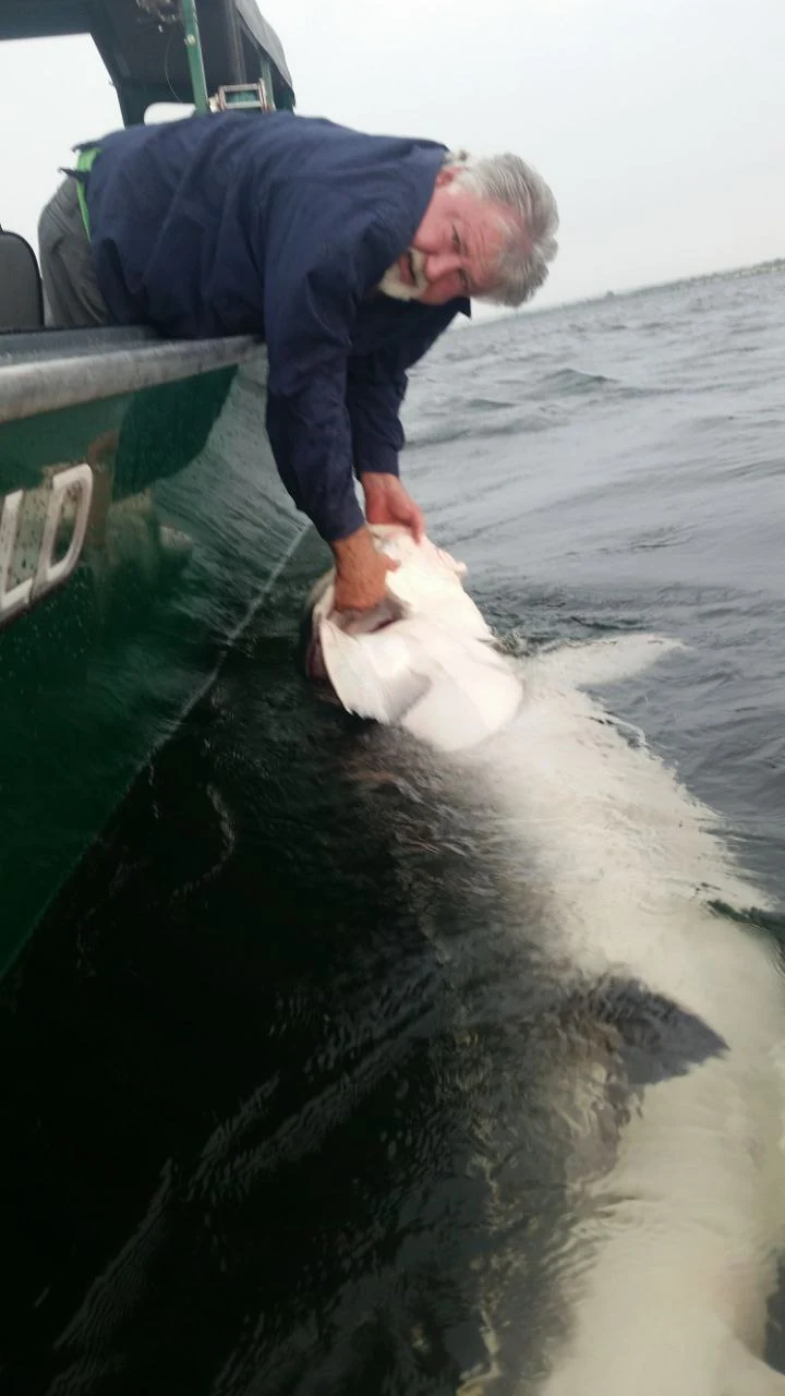 Angler steadying an oversize sturgeon alongside the boat