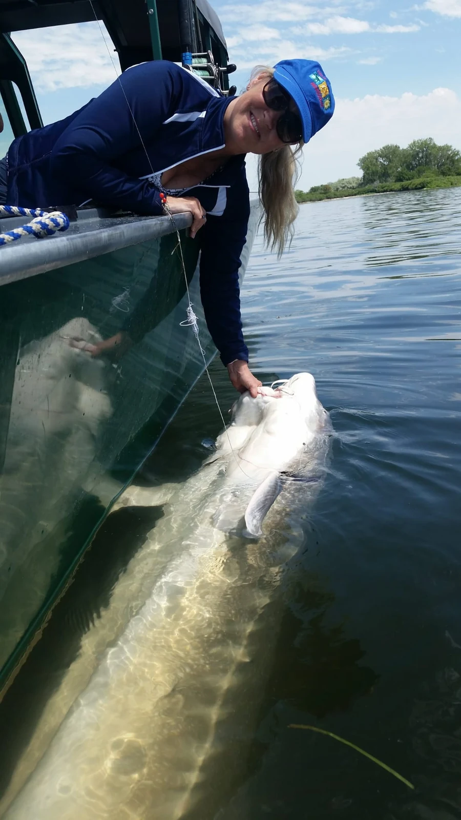 Woman leaning over the side of the boat with a huge sturgeon in the water