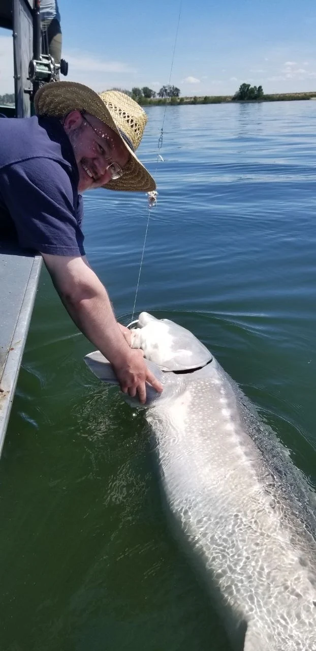 Angler in a straw hat holding an oversize sturgeon at the side of the boat