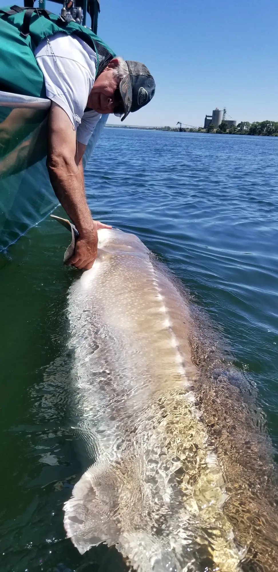 Angler guiding a giant sturgeon back into the Columbia River