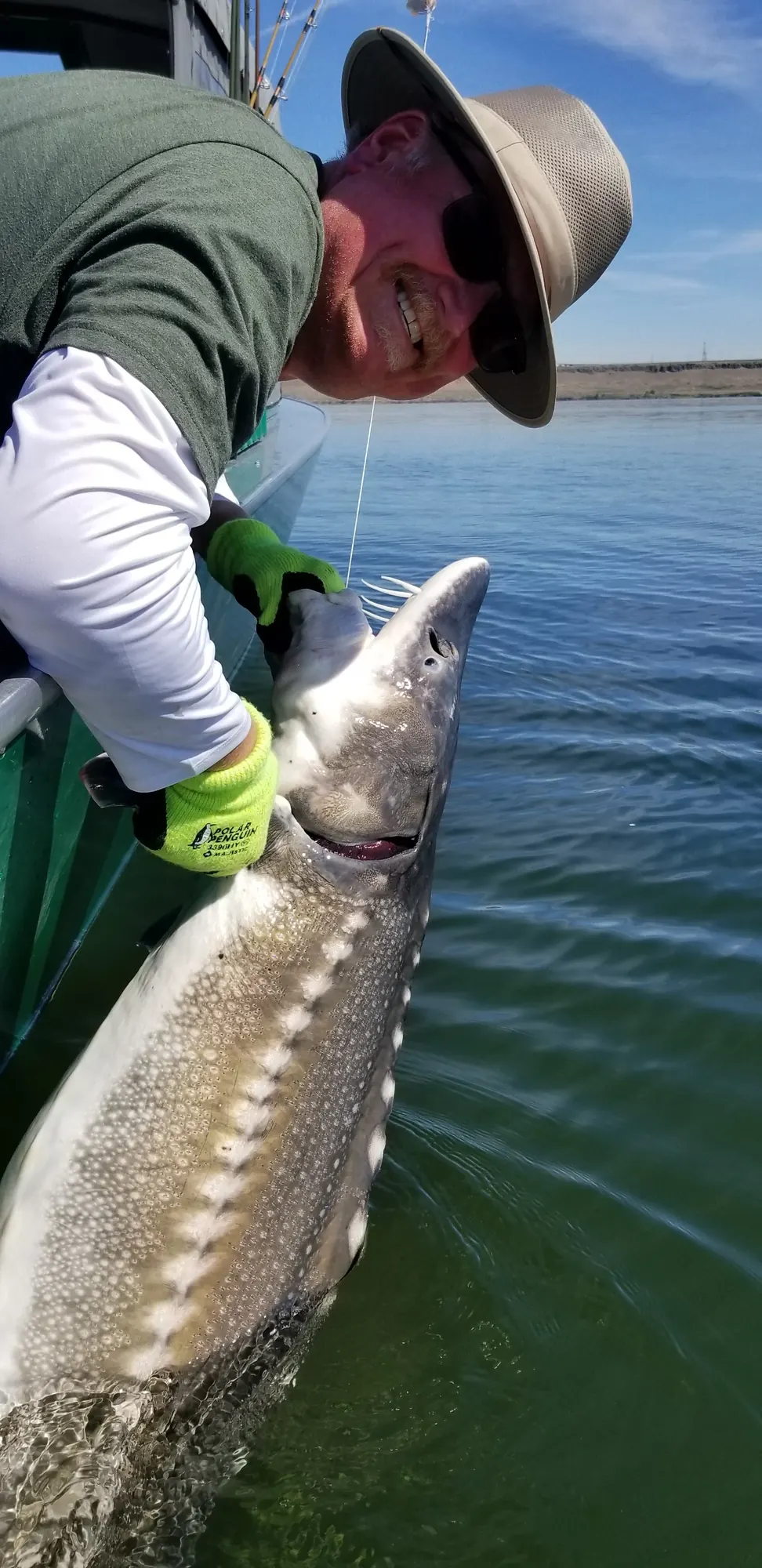 Angler in a hat leaning over the gunwale holding a sturgeon at the surface