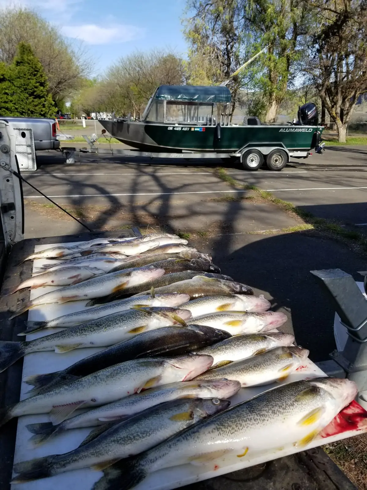 Table of walleye laid out at the ramp with the green guide boat on its trailer behind